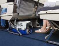 Safe Air Travel with Pets